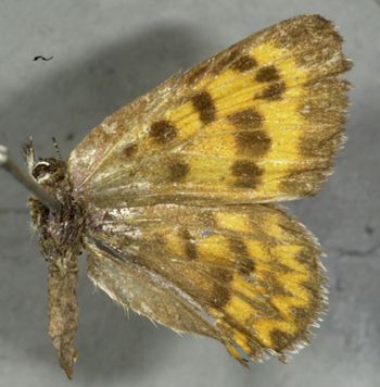 Media type: image;   Entomology 16012 Aspect: habitus dorsal view